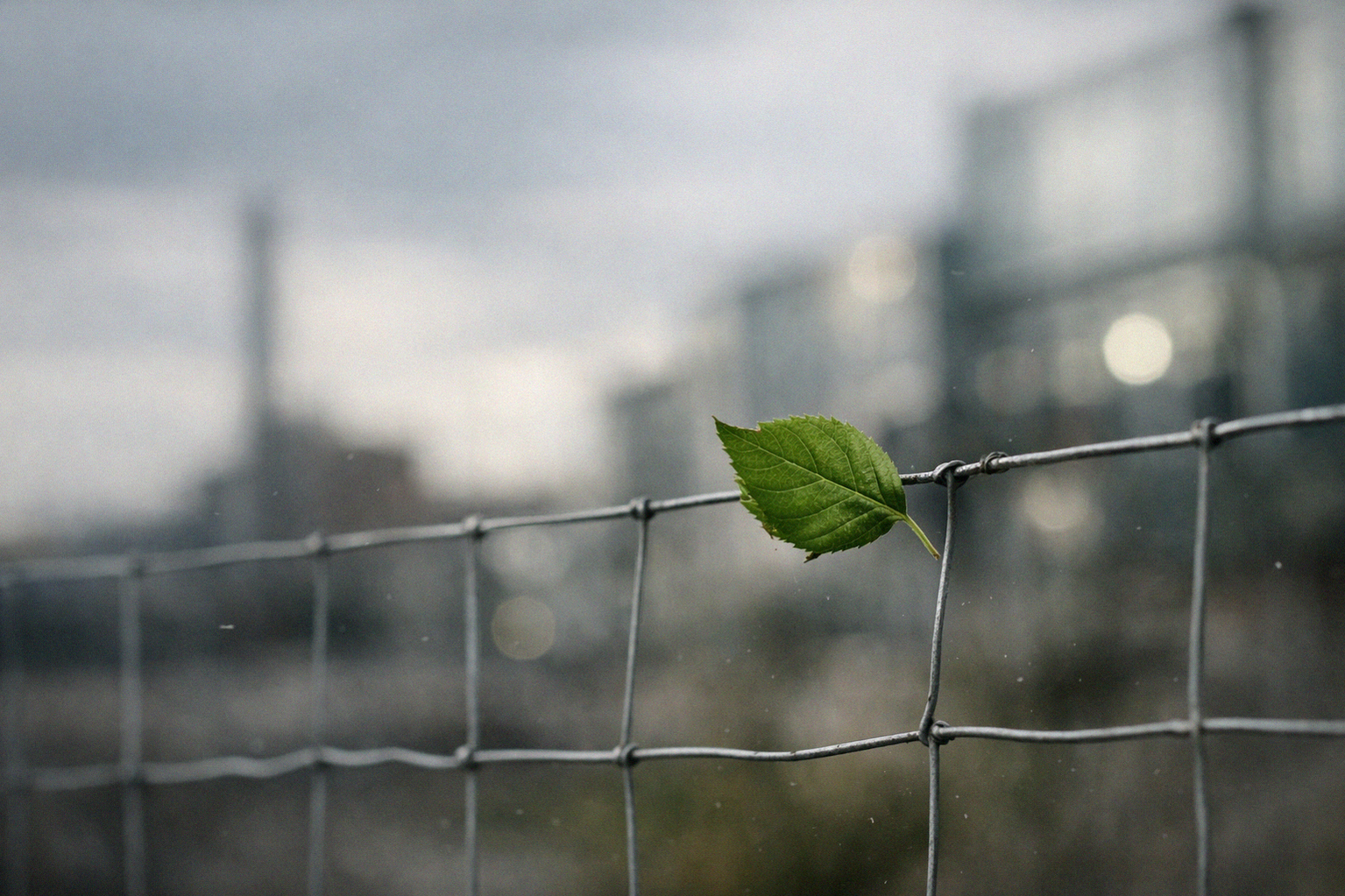 Иллюстрация к материалу: NVDA акции: прогноз цены акций в этом месяце — стоит ли покупать